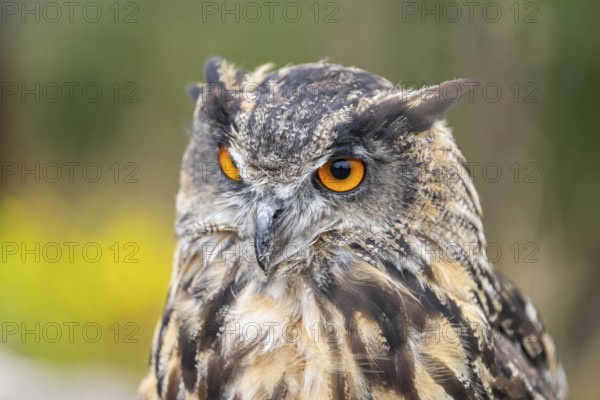 Portrait of an Eurasian eagle-owl (Bubo bubo), captive, Pyrenees, Catalonia, Spain, Europe