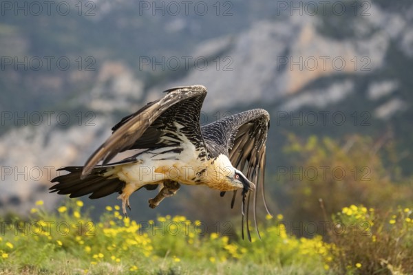 Bearded Vulture (Gypaetus barbatus) adult bird in flight with mountains in the backround, Pyrenees, Lleida, Spain, Europe