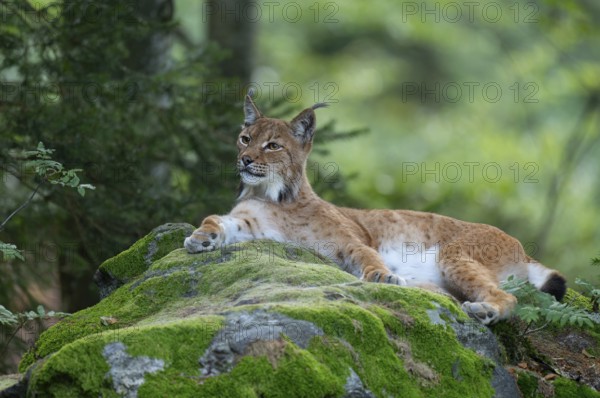 Eurasian lynx (Lynx lynx) lies on a moss-covered rock in the forest and looks attentively, Germany, Europe