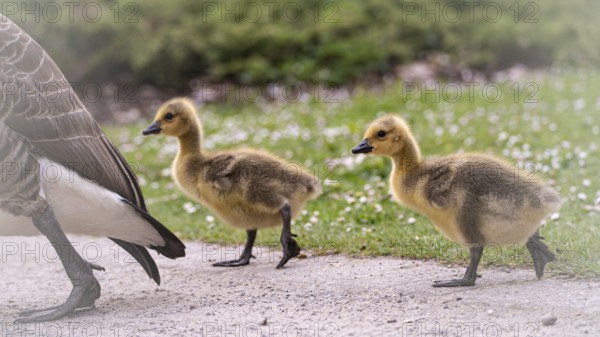 Canada goose chicks (Branta canadensis) two crossing a gravel path, adult goose in front, only rump and leg, background meadow with daisies and green bushes, Rombergpark, Dortmund, North Rhine-Westphalia, Germany, Europe