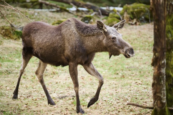 Elk (Alces alces) standing on a meadow on the edge of a forest, Bavaria, Germany, Europe