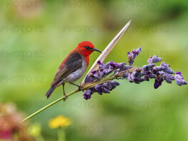 Sulawesi honeyeater (Myzomela chloroptera) red small bird on flower umbels, Sulawesi, Indonesia, Asia