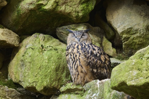 Eurasian Eagle-Owl (Bubo bubo) in a stone wall in a forest, Bavaria, Germany, Europe