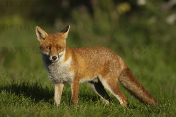 Red fox (Vulpes vulpes) adult animal standing in grassland in the summer, England, United Kingdom, Europe