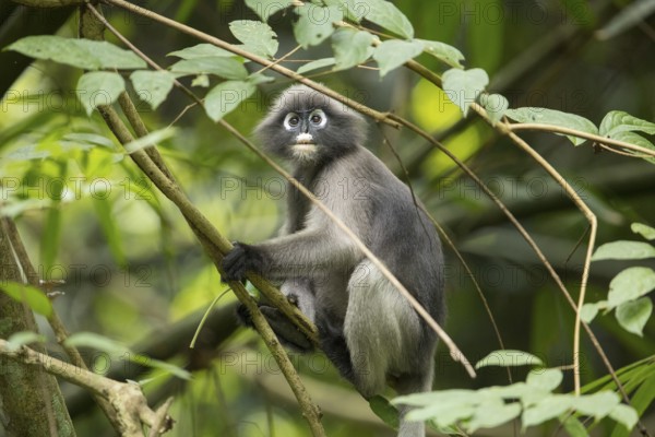 Dusky leaf monkey (Trachypithecus obscurus), Kaeng Krachan National Park, Phetchaburi Province, Thailand, Asia