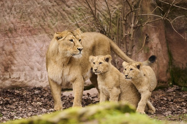 Asiatic lion (Panthera leo persica) female (mother) with his cubs, captive