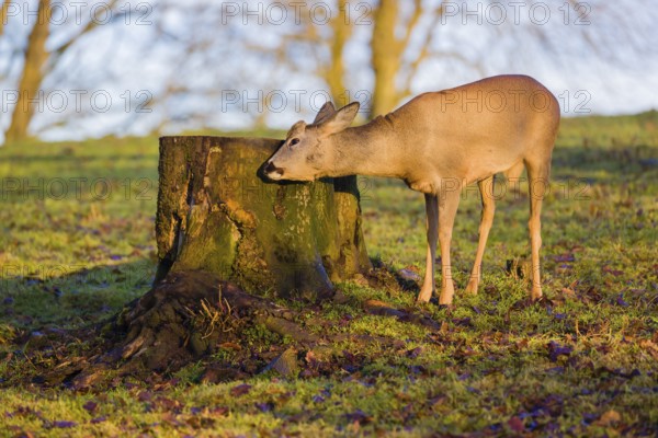 A male roe deer (Capreolus capreolus) nibbles moss from a tree stump at sunrise
