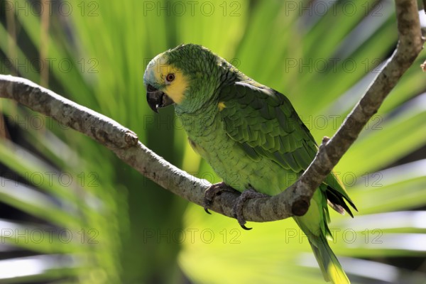 Yellow-headed Amazon (Amazona oratrix), adult, on wait, on tree, Central America, Central America