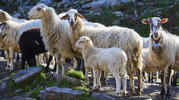 Flock of sheep with lamb on rocky pastureland, sheep (e) or goat (n), ovis, caprae, Crete, Greek Islands, Greece, Europe