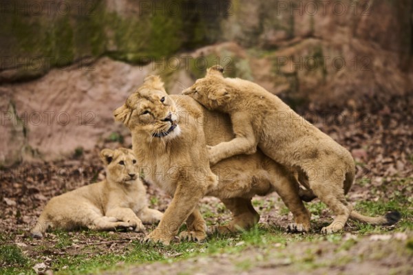 Asiatic lion (Panthera leo persica) female (mother) with her cubs, captive