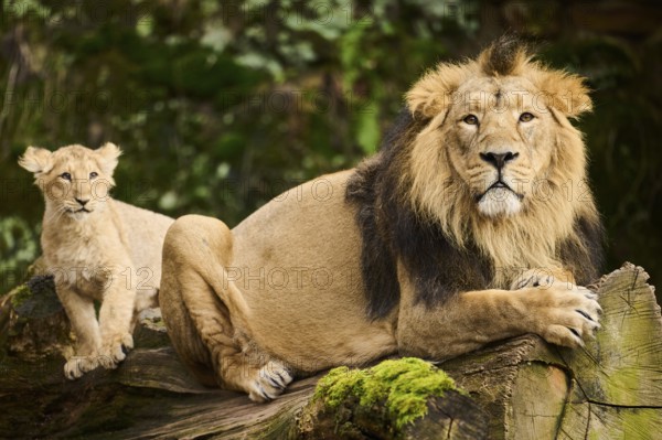 Asiatic lion (Panthera leo persica) male with his cub, captive