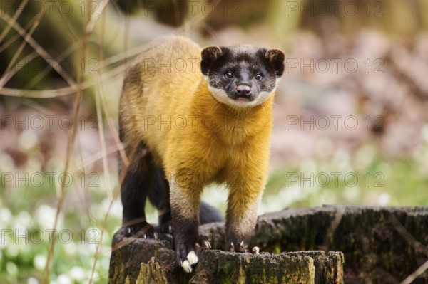 Yellow-throated marten (Martes flavigula) on an old tree trunk, Germany, Europe