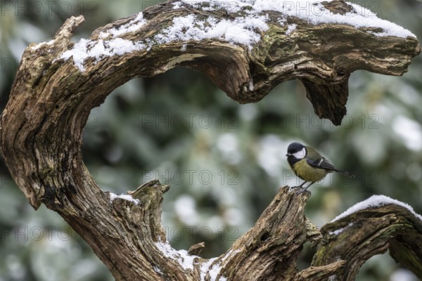 Great Tit (Parus major), Emsland, Lower Saxony, Germany, Europe