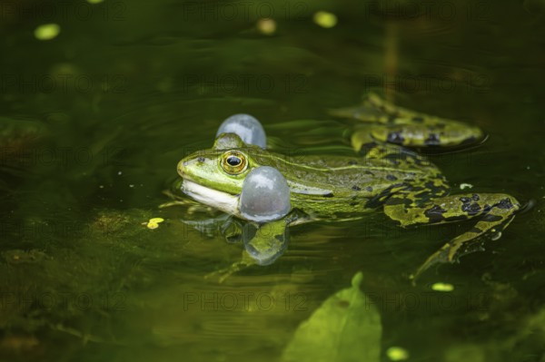 Edible frog (Pelophylax esculentus) in a little lake in the water, Bavaria, Germany, Europe