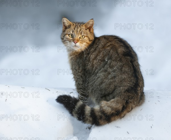 European wildcat (Felis silvestris) sitting in the snow and looking attentively, captive, Bavarian Forest National Park, Bavaria, Germany, Europe