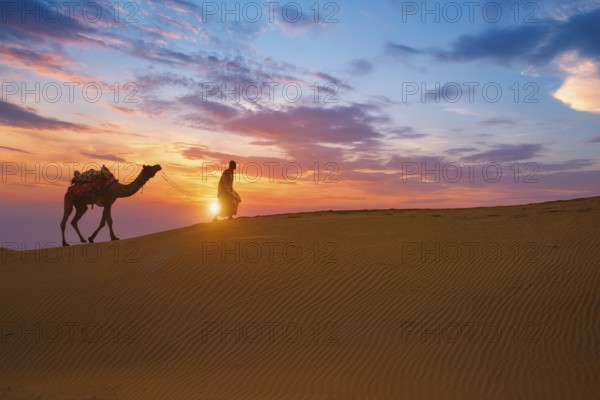 Indian cameleer camel driver bedouin with camel silhouettes in sand dunes of Thar desert on sunset. Caravan in Rajasthan travel tourism background safari adventure. Jaisalmer, Rajasthan, India, Asia