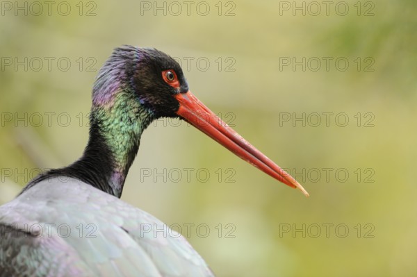 Portrait of a black stork with red beak and colourful neck against a green background, black stork (Ciconia nigra), Bavaria