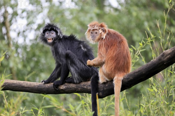 Javan lutung (Trachypithecus auratus), adult, sitting, two Javan lutung, social behaviour, on tree, endangered species, Indonesia, Asia