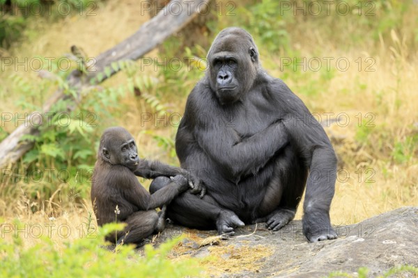Western gorilla (Gorilla gorilla), adult, female, with young, sitting, on ground