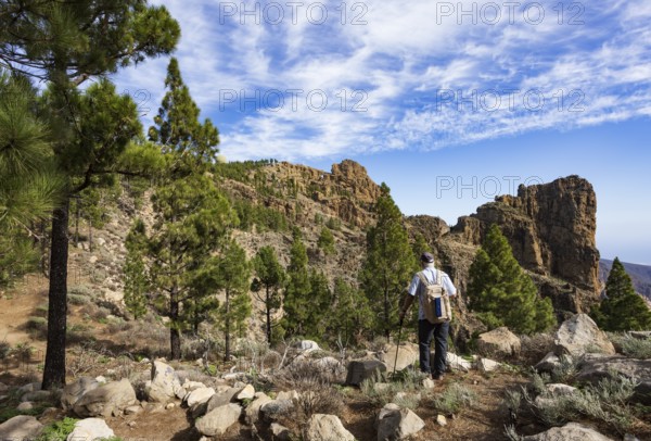 Hiker in the pine forest with view to the summit of Pico de las Nieves, Gran Canaria, Canary Islands, Spain, Europe