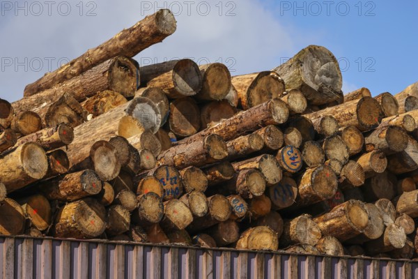 Duisburg, North Rhine-Westphalia, Germany, timber yard, logs stored for export in the Port of Duisburg, container port, duisport logport, in the Port of Duisburg on the Rhine, two of the world's largest container shipping companies, CMA CGM and NYK (Nippon Yusen Kabushiki Kaisha), together with duisport, operate the Duisburg Trimodal Terminal, D3T, in the logport logistics centre in Duisburg-Rheinhausen, Europe