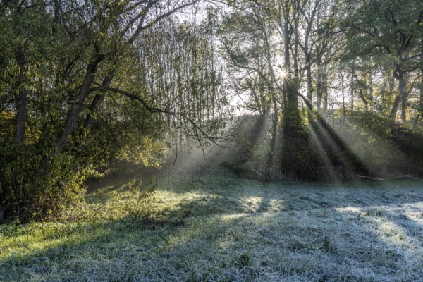 Autumn with morning sunshine in the forest, Fröndenberg, North Rhine-Westphalia, Germany, Europe