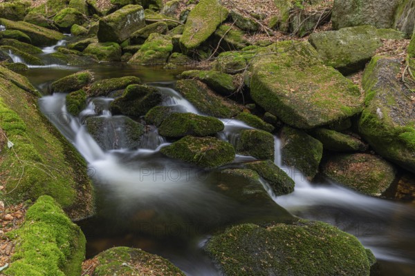 Kleine Ohe creek below Waldhaeuser village in the Bavarian Forest Nationalpark. Flowing water, little cascades, mossy stones and fresh green vegetation