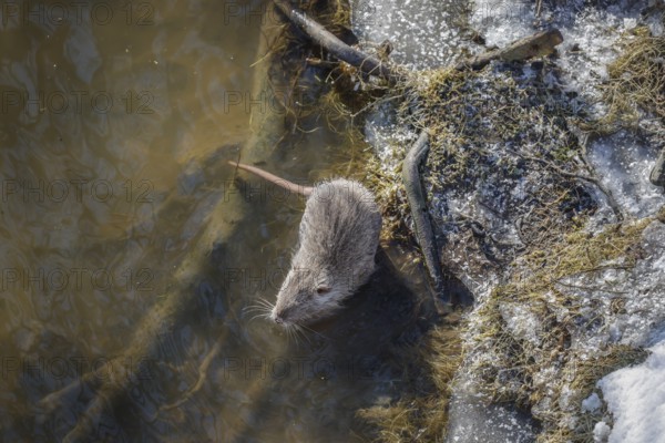 Hamm, North Rhine-Westphalia, Germany - Muskrat on the banks of the river Lippe, ice and snow on the river Lippe