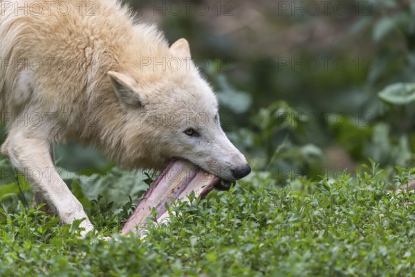One Arctic wolf (Canis lupus arctos) chewing on a bone. Green grass around