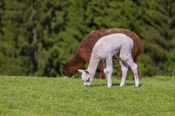 One brown female Alpaca (Vicugna pacos) stands with her young on a fresh green meadow . A green forest in the distant background