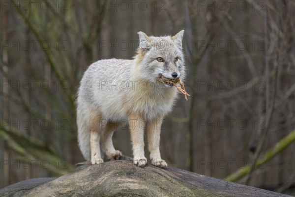One corsac fox (Vulpes corsac) standing on a log with a chicken in his mouth