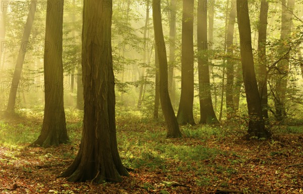 Morning atmosphere in the deciduous forest, sunbeams break through morning fog, Freyburg (Unstrut), Saxony-Anhalt, Germany, Europe