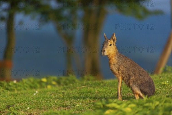 One Patagonian mara (Dolichotis patagonum) stands on a meadow in early morning light