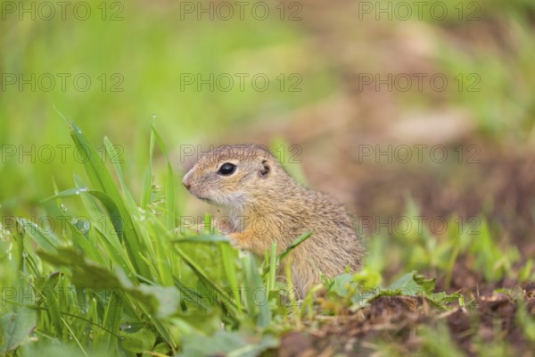 An adult European ground squirrel (Spermophilus citellus) or European souslik stands tall in a green meadow, watching the surrounding