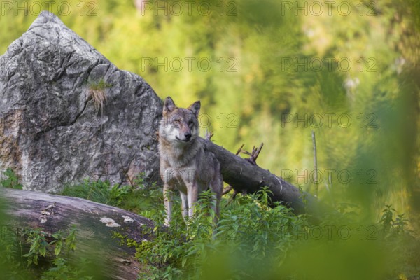 A eurasian gray wolf (Canis lupus lupus) stands on a small hill between logs and rocks with a colourful foliage in the background
