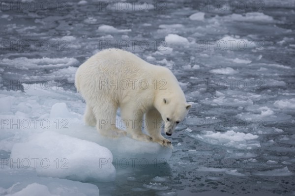 Polar bear (Ursus maritimus) on the pack ice at 82 degrees north, Spitsbergen Island, Svalbard and Jan Mayen archipelago, Norway, Europe