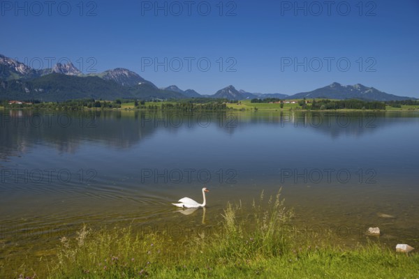 Hoeckerschwan (Cygnus olor), male adult bird swimming, Hopfensee, near Fuessen, Ostallgaeu, Allgaeu, Upper Swabia, Swabia, Bavaria, Germany, Europe