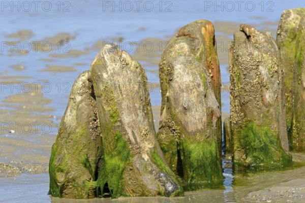 Old wooden groynes covered with algae and barnacles (Balanidae) on a sandy beach at low tide, North Sea, Norderney, East Frisian Islands, Lower Saxony, Germany, Europe