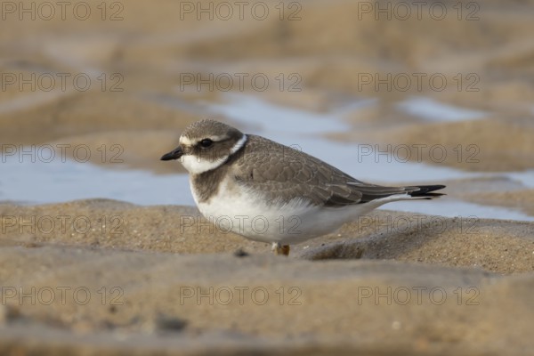 Ringed plover (Charadrius hiaticula) juvenile wading bird on a beach, Norfolk, England, United Kingdom, Europe