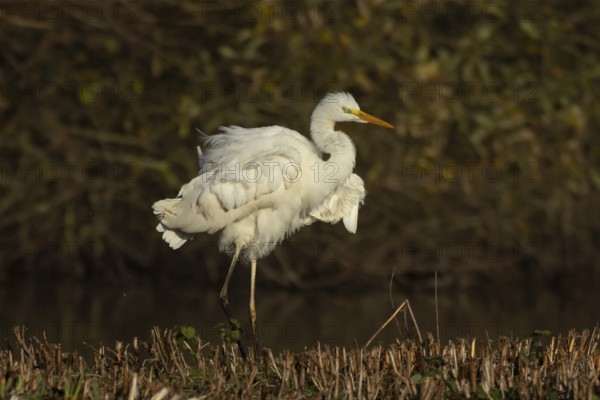 Great white egret (Ardea alba) adult bird shaking its feathers on an island in a lake, Suffolk, England, United Kingdom, Europe