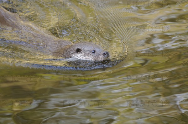 An otter swims calmly in clear water, surrounded by nature, European otter (Lutra lutra), Bavaria