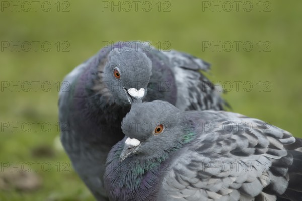 Feral pigeon (Columba livia domestica) two adult dove birds performing their courtship love display, England, United Kingdom, Europe
