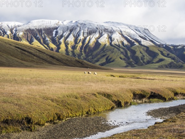 Sheep grazing in the open landscape, early snow on mountain range, along road Landmannaleid F225, Fjallabak Nature Reserve, Iceland, Europe