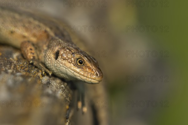 Common lizard (Zootoca vivipara) adult reptile basking on a wooden sleeper, England, United Kingdom, Europe