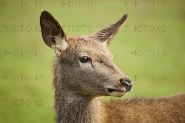 Red deer (Cervus elaphus) hind, portrait, on a meadow, Bavaria, Germany, Europe