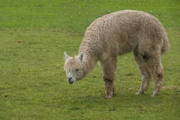 Alpaca (Vicugna pacos), Palatinate, Rhineland-Palatinate, Germany, Europe