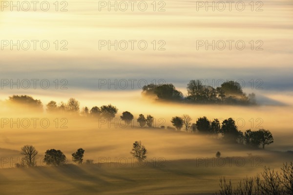 View of a scenics rural landscape in morning fog at sunrise with trees sticking up the fog