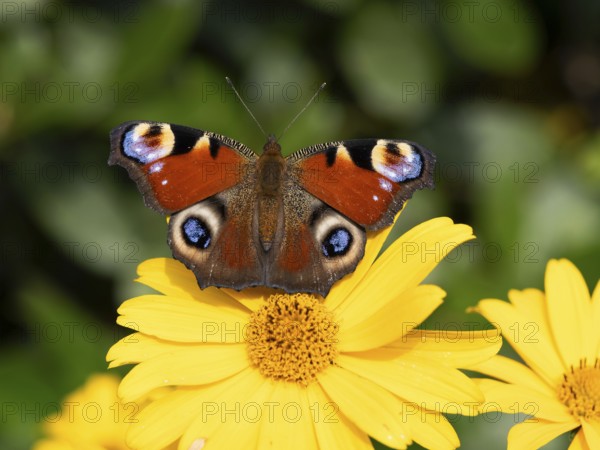 Peacock butterfly (Inachis Nymphalis io) on a flower of the sun-eye (Heliopsis), North Rhine-Westphalia, Germany, Europe