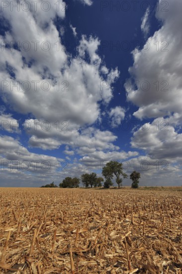 Romania, in the south of the country, maize field after harvest, harvested, stubble field, Europe