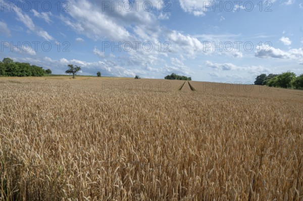 Ripe barleys (Hordeum vulgare), cloudy sky, Middle Franconia, Bavaria, Germany, Europe